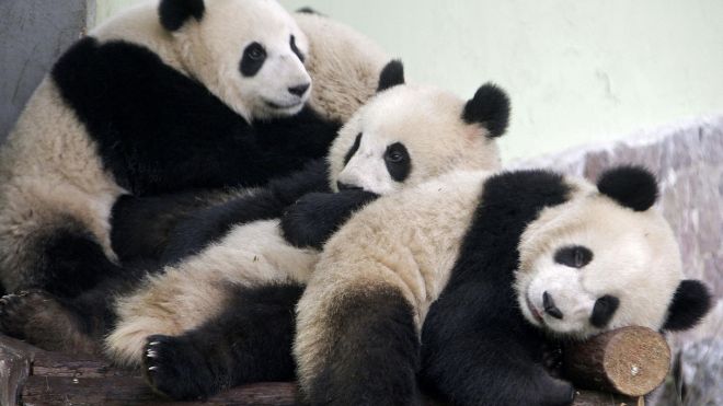 Panda blood may be key to future antibiotics 